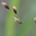 Gras (Poaceae sp.)